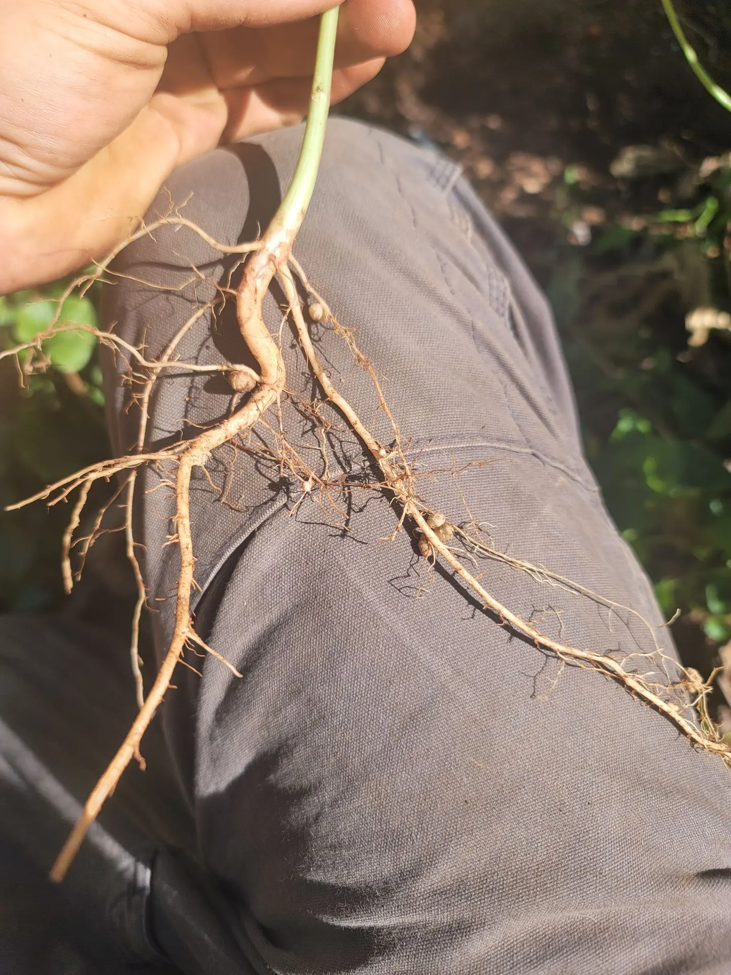 root nodules on bean roots