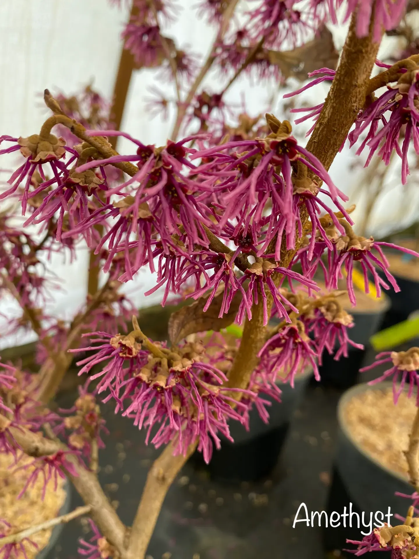 close up of purple witch hazel flowers