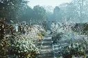 unsplash_xzU0THl_5MY_winter garden.webp