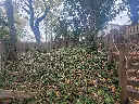 Invasives Assessment