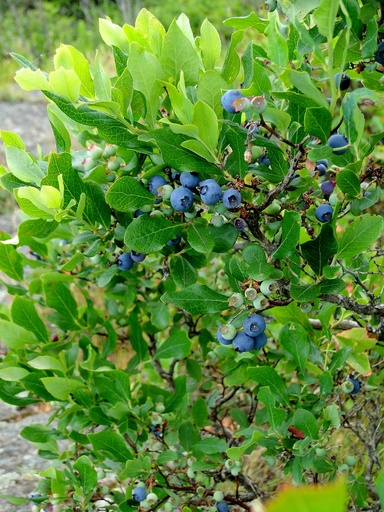 Vaccinium spp. (Blueberry)